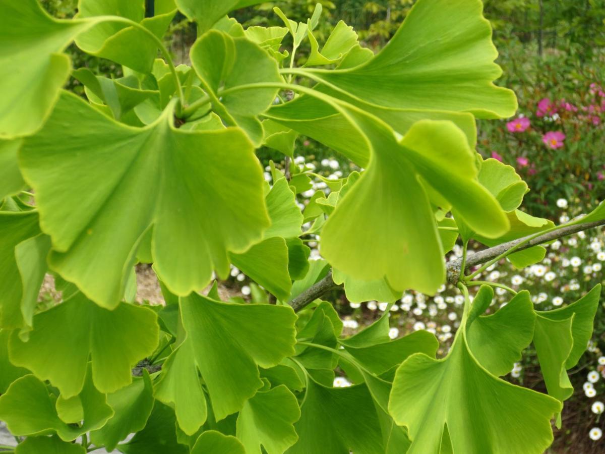 Twin Ginkgo Villa Giverny Esterno foto